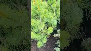 Джек Корбит🌲продажа в телеграмм ,( ссылка в комментариях)