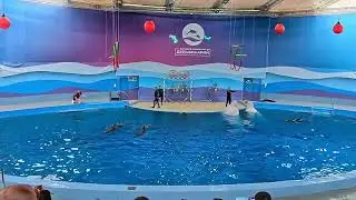 Киты белухи в Сочинском дельфинарии.