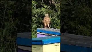 Сокол Петя. Мыши и щурки больше не беспокоят на пасеке. 