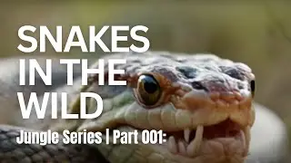 Snakes in the Wild | Jungle Series | Part 001