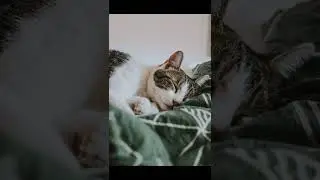 Кошки спят больше половины своей жизни. #Shorts