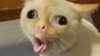 DAILY DOSE -WIERD CAT #dailydoseofinternet
