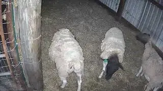New 🎥 on #sheep. #texas #ranch #babyanimals #farming #family @djcrash1104