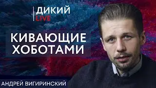 Нам только этого не хватало… Андрей Вигиринский. Дикий LIVE.
