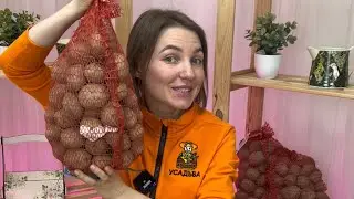 Репродукция картофеля: что это такое и отличия🥔Усадьба-Семена | usadba-semena.ru