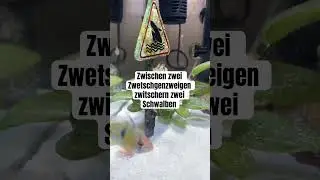 Zwischen zwei