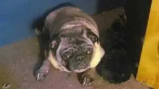 Mary Magdalan TV : MOLLY THE PUG GOES TO THE VET