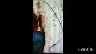 hornbill life II male thornbill feds female