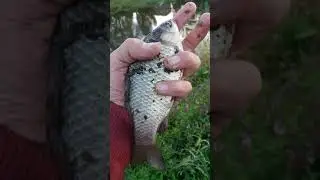 первый карасик за 3 часа