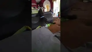 funny 3 month old dog 🥰