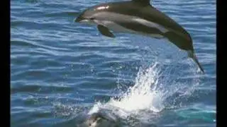 Dolphins Make Me Cry