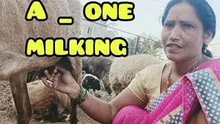 A one  milking