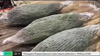 Репортаж Москва24