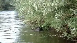 Друже бобер