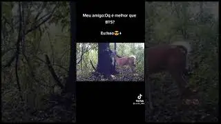 imagine dragons versão animal 😂