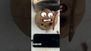 Goodland | Coconut surgery 😳