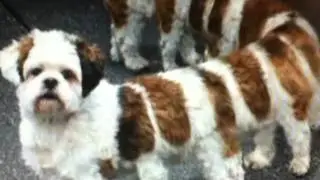 Photoshop Hybrid Animals