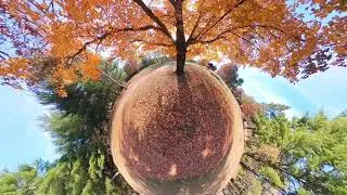 🍁Vibrant Autumn Tree and Golden Leaves 🍂