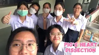Pig’s circulation system  ⚠️TW⚠️เลือด อวัยวะภายใน ของมีคม