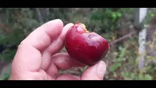 Гібрид,слива-персик.