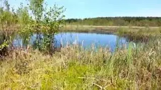 запуск карася в даринское болото