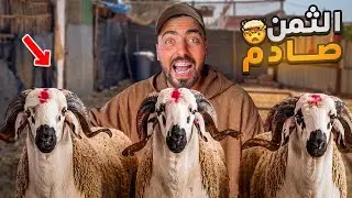 3 حوالة غلاض للبيع 😍| تمن رخيص و مناسب 😱