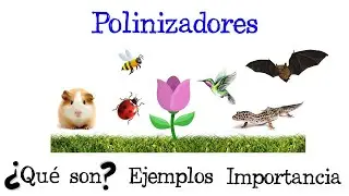 🌷 ¿Qué son los Polinizadores? 🐝 Ejemplos e importancia [Fácil y Rápido] | BIOLOGÍA |