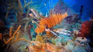 Become a Local Lionfish Hunter
