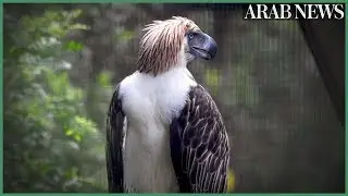 The eagles have landed: Singapore shows off rare Philippine raptors