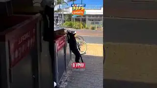 САМЫЙ УМНЫЙ УЛИЧНЫЙ ПЁС В МИРЕ!