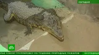 Крокодил в ИК 15 НТВ