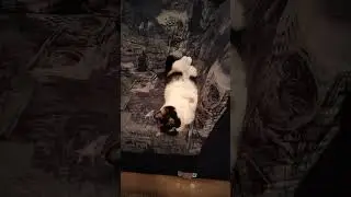 Sweet Baby secretly relax on a Sofa 😻