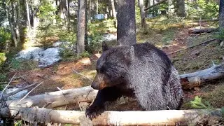 Montana Wildlife Montage