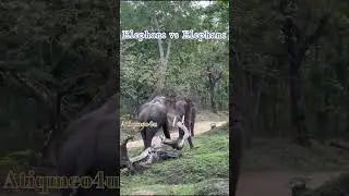 Elephant vs Elephant || Short Videos