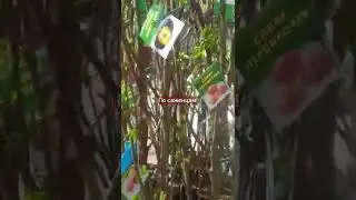 В Леруа за саженцами для сада.