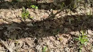 Сбор сморчков 02 05 2023 1