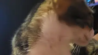 testing how premiers work