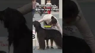 Удивительные факты про собак которые вы не знали!