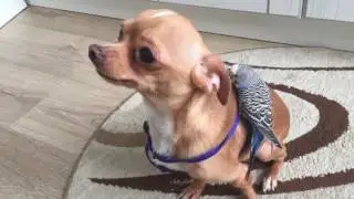 Попугай и Собака