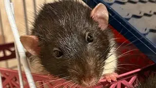 The rat hiccups