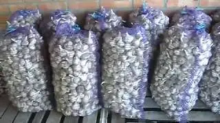 Омоложенный с одназубки чеснок, на 2-3-4 зубка, оставляем на посадку
