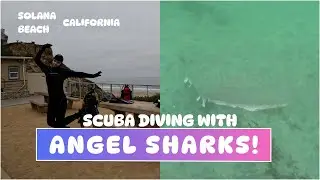 Diving with Angel Sharks at Solana Beach!