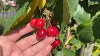 Home Grown Cherries. So happy with our first crop of cherries from our garden.