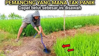 WOW !! PEMANCING MANA TAK PANIK, dapat belut sebesar ini disawah,
