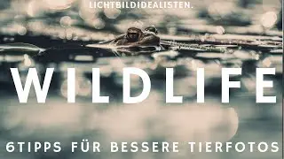 So macht Ihr bessere Wildlifefotos! - 6 ultimative Tipps