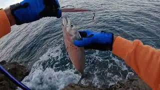 Shore Jigging - Amberjack and little tunny C&R