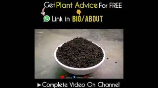 What is Leaf Mould Compost &How it's Useful For Plants?