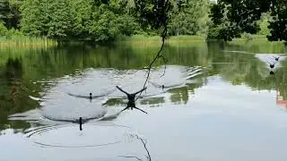 Лысухи на озере Dambjapurva.