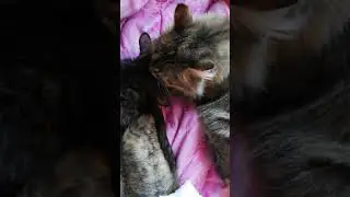 От любви до ненависти)! Жизненная ситуация!