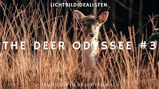 Damwild fotografieren im Brachter Wald mit NikonZ9 - The Deer Odyssee #3